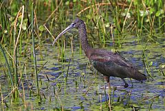 Glossy Ibis